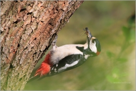 <p>STRAKAPOUD VELKÝ (Dendrocopos major) - /Great spotted woodpecker – Buntspecht/
</p>